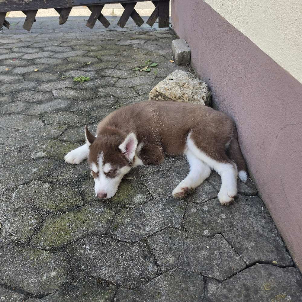 Hundetreffen-Welpen Spiel und Gassi zeit-Profilbild