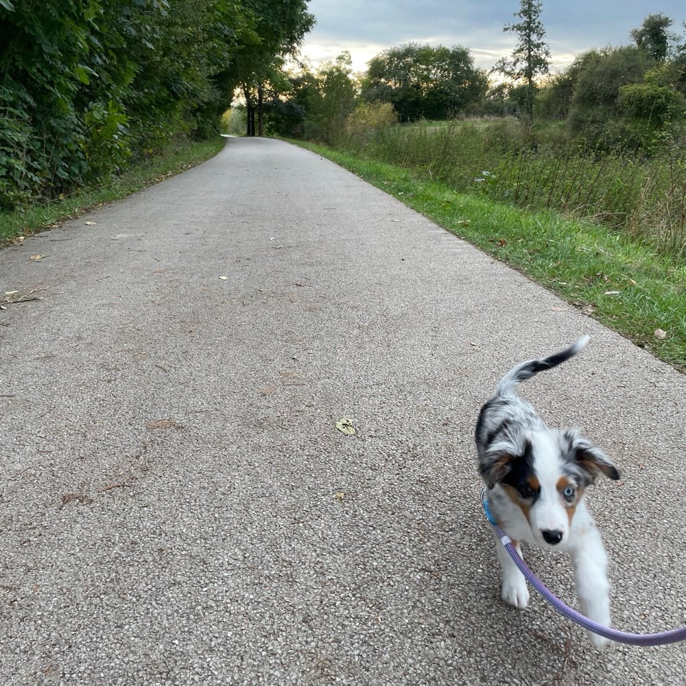 Hundetreffen-Treffen in FFM-West-Profilbild