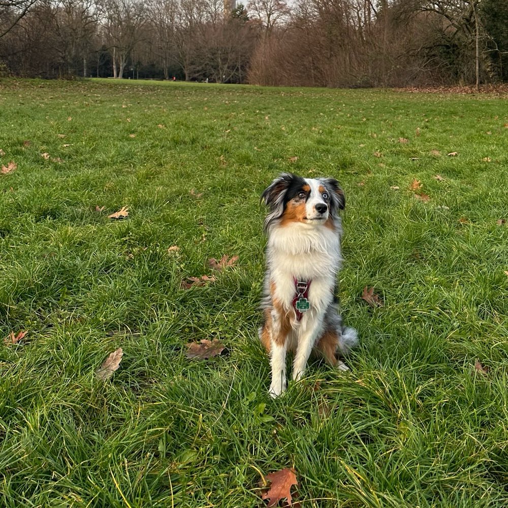 Hundetreffen-Social Walk / Unterstützung bei Hundebegegnungen / Playdate-Profilbild