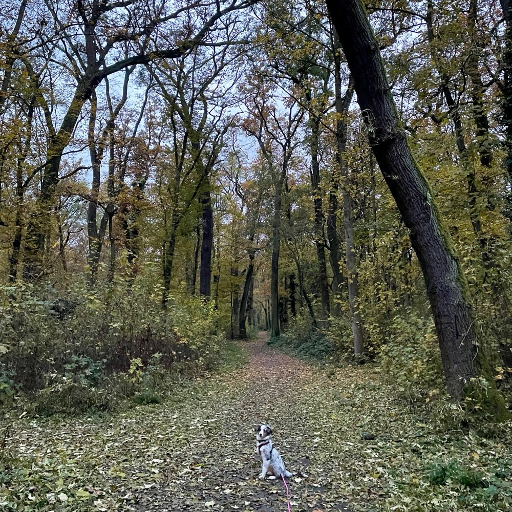 Hundetreffen-Treffen in FFM-West-Profilbild