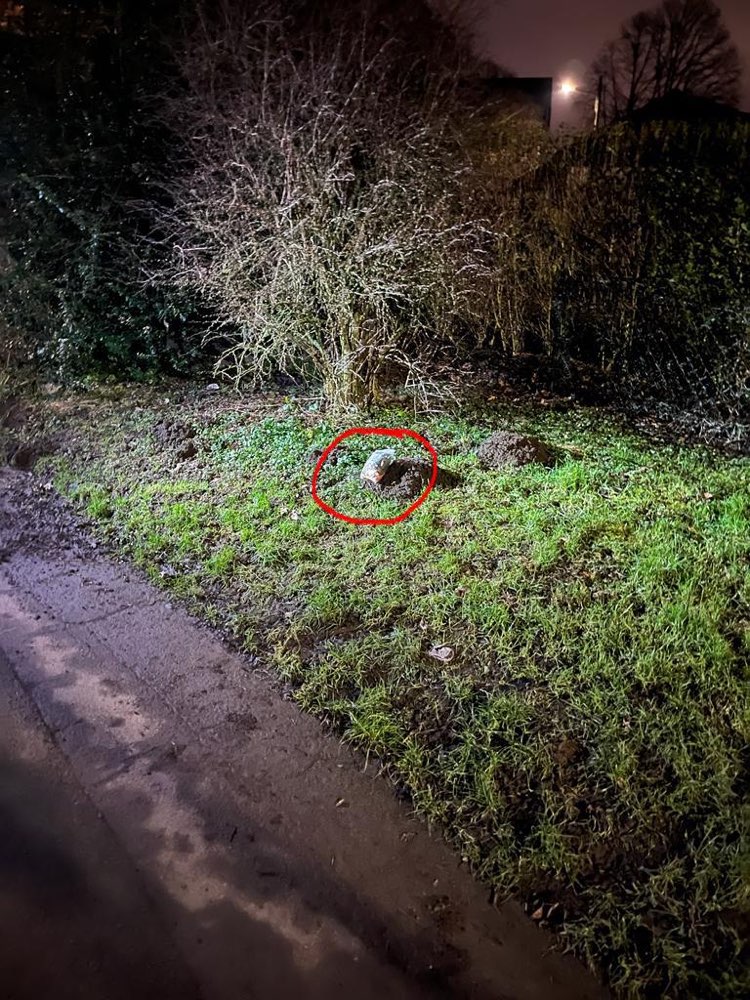 Giftköder-Vermutlich Giftköder-Profilbild