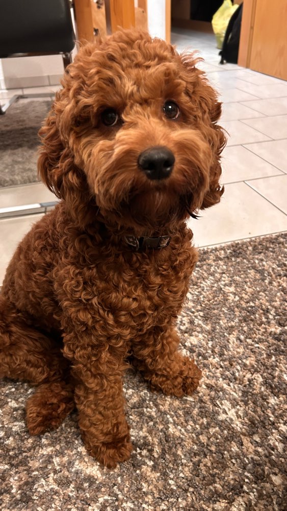 Hundetreffen-Spielpartner gesucht-Profilbild