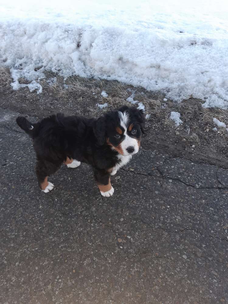 Hundetreffen-Welpen treffen in kempten-Profilbild