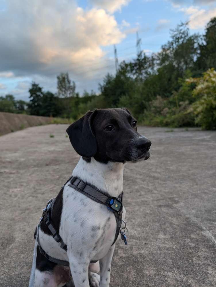 Hundetreffen-Bad Godesberg: Ruhige Spiel- und Sozialisierungskontakte für Lenny-Profilbild