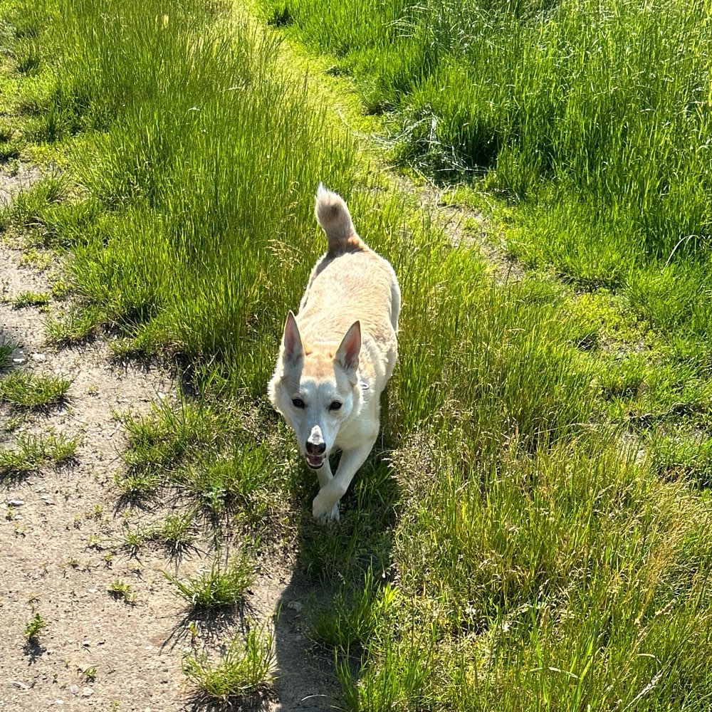 Hundetreffen-Gassi treffen in Schönerlinde-Profilbild