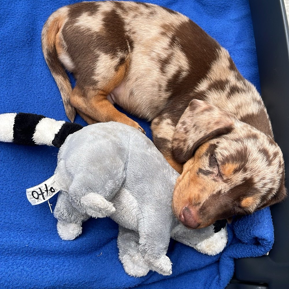 Hundetreffen-Spielfreunde-Profilbild