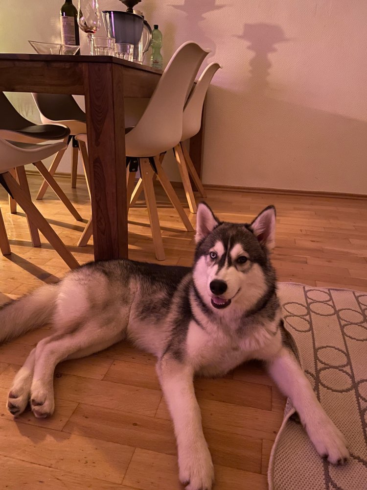 Hundetreffen-Spielkameraden für 5 Monate alten Husky-Profilbild