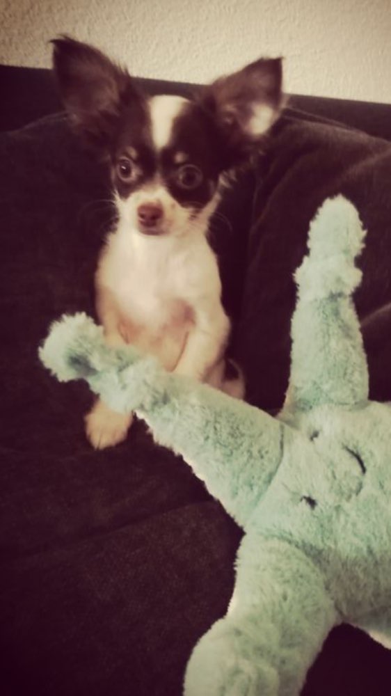 Hundetreffen-Zwergengruppe-Profilbild