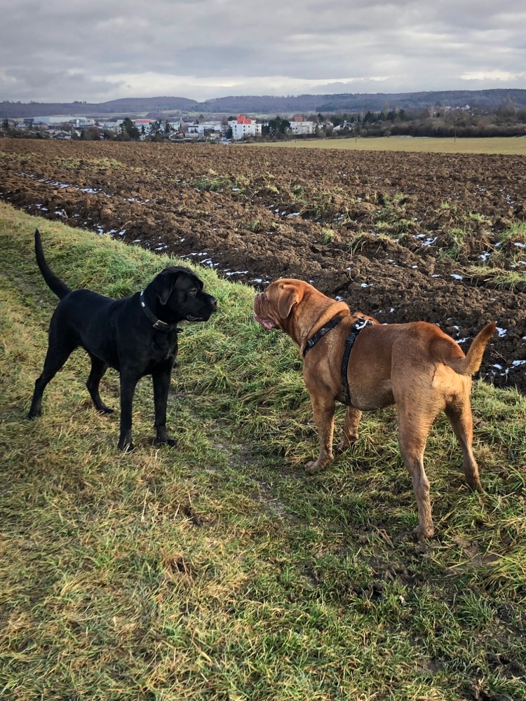 Hundetreffen-Laufen und spielen-Profilbild