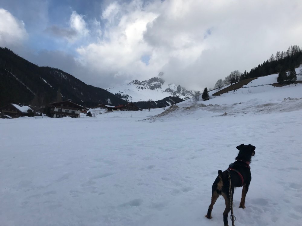 Hundetreffen-Hundewiesentreff 🐾-Profilbild