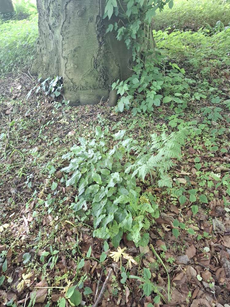 Giftköder-Hochgiftige Pflanze /alter Friedhof-Profilbild