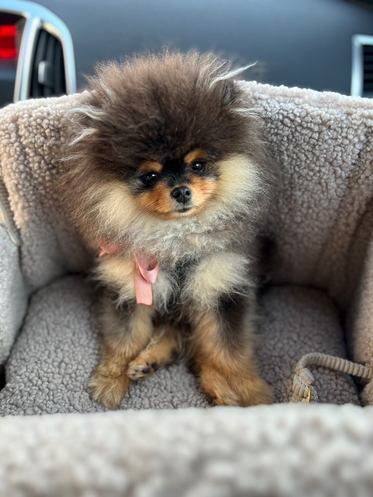 Hundetreffen-Spiel- & Gassifreunde Treffen-Profilbild