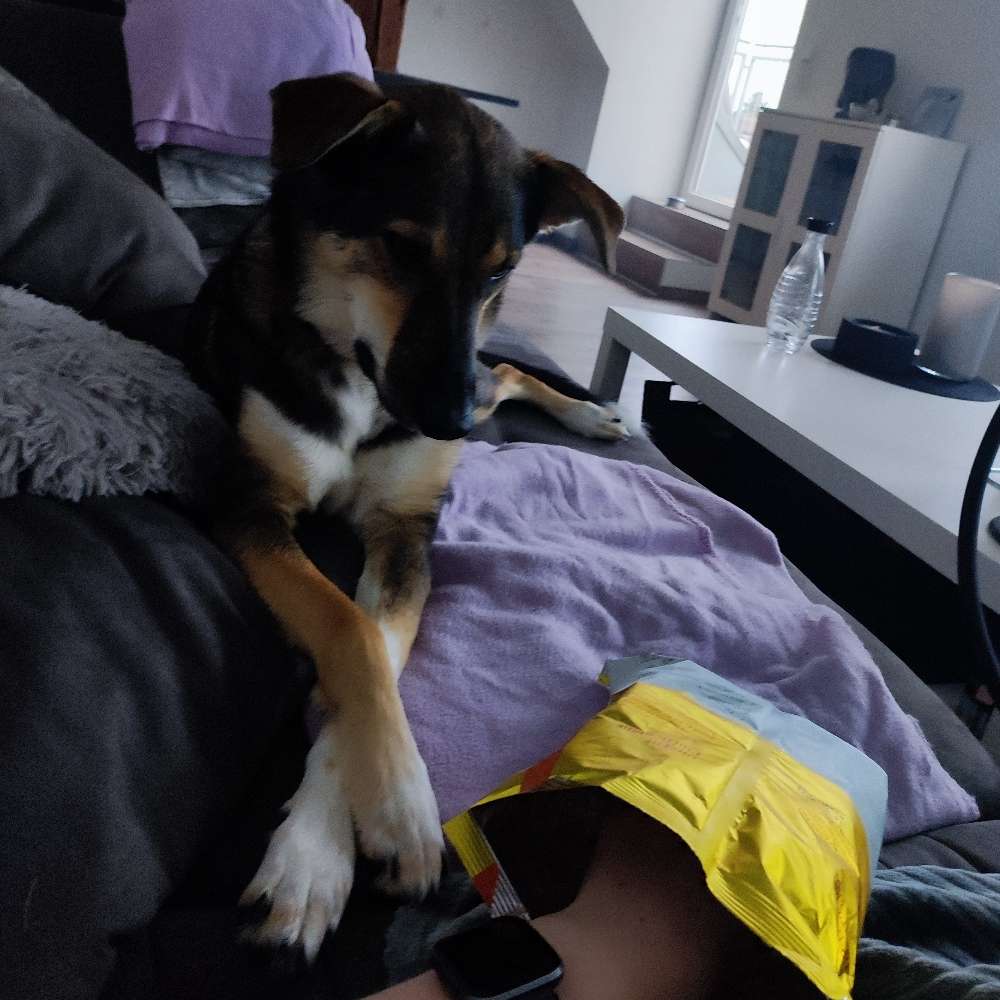 Hundetreffen-Lou sucht vorsichtigen Mensch und Hund zum Angewöhnen (Angsthund)-Profilbild