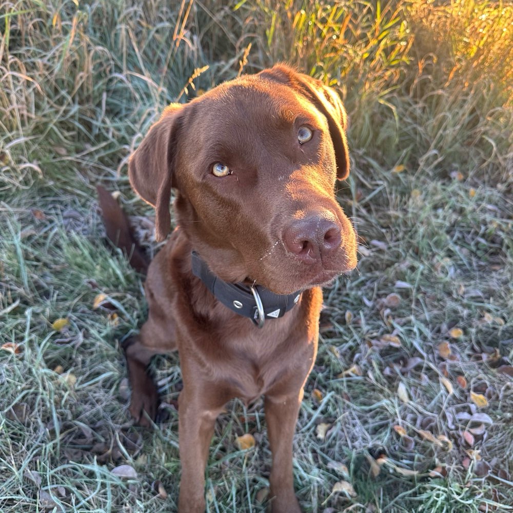 Hundetreffen-Souveräne Freunde gesucht-Profilbild
