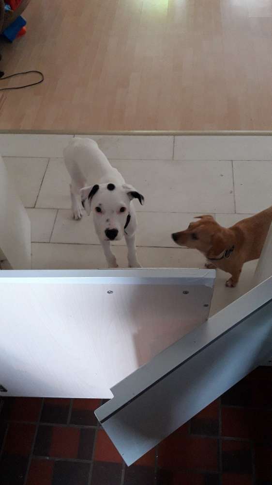 Hundetreffen-Spielrunde-Profilbild