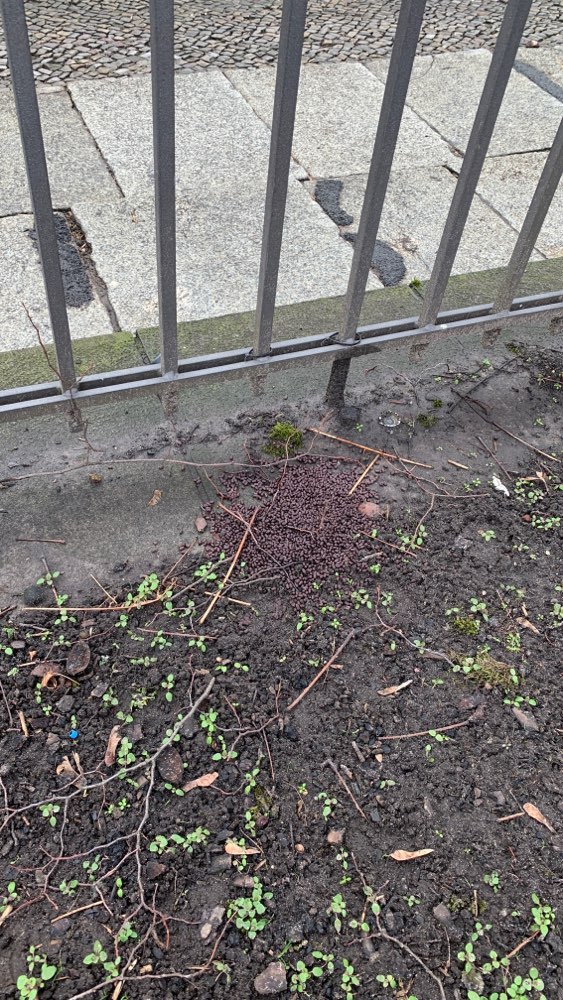 Giftköder-Vermutlich Rattengift-Profilbild