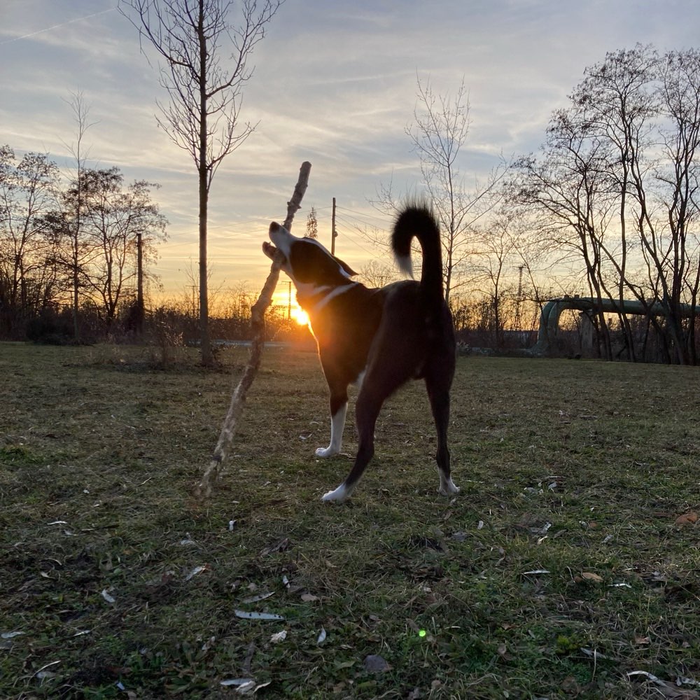 Hundetreffen-Hundefreunde/Spielpartner-Profilbild