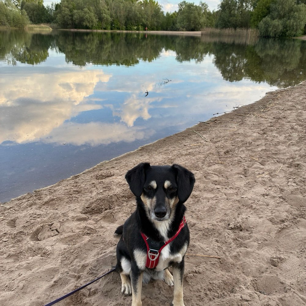 Hundetreffen-Spaziergänger Freunde gesucht-Profilbild