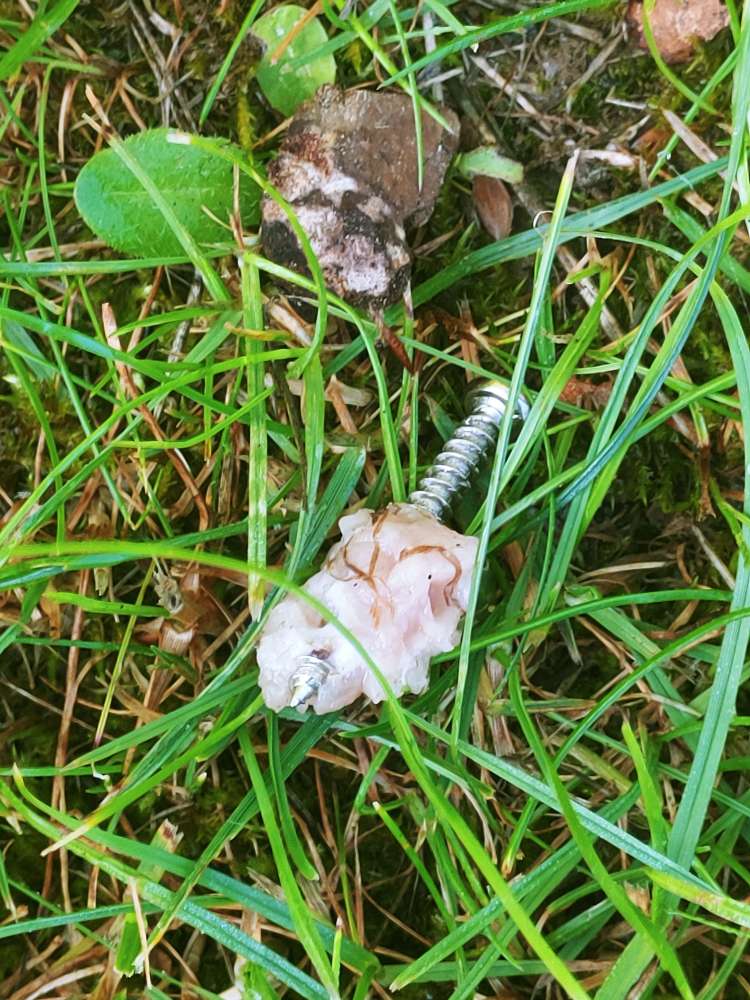 Giftköder-"Giftköder" - Schraube mit Mettwurst-Profilbild