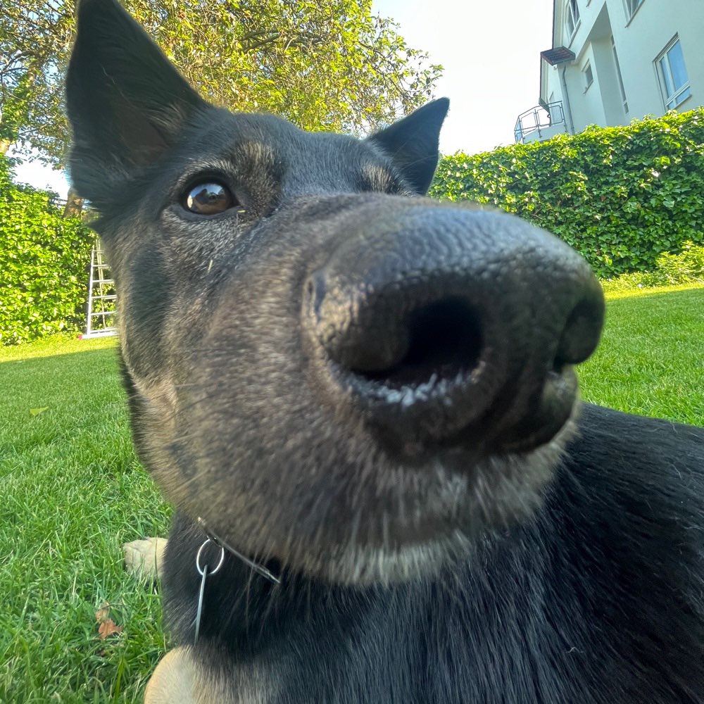 Hundetreffen-Training und Spielen-Profilbild