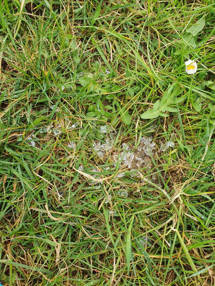 Giftköder-Glasscherben-Profilbild