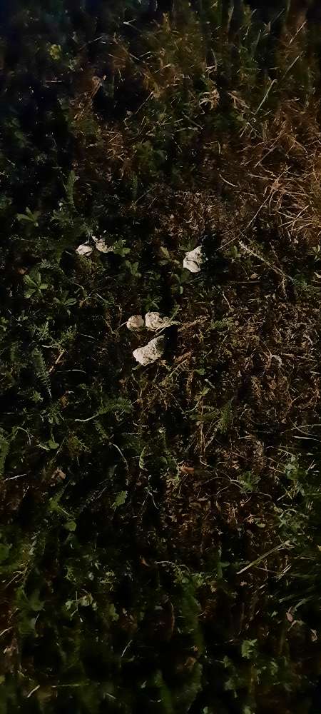 Giftköder-Vermuteter Giftköder-Profilbild