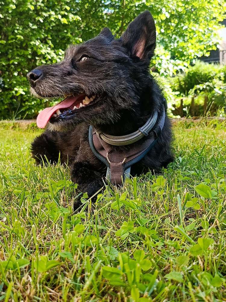 Hundetreffen-Gemeinsame Gassirunde-Profilbild
