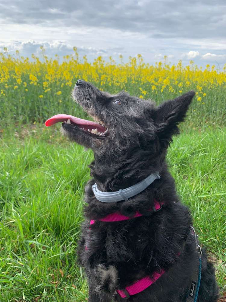 Hundetreffen-Hundefreunde gesucht-Profilbild