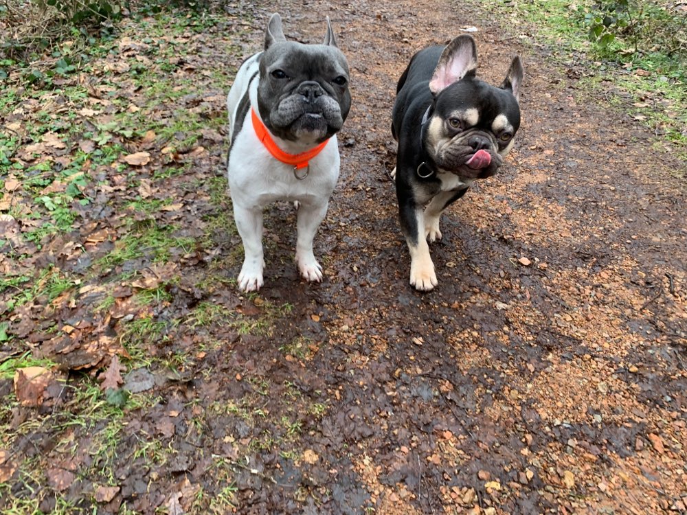 Hundetreffen-Bully Treff Nähe Bad Schwalbach und Umgebung-Profilbild