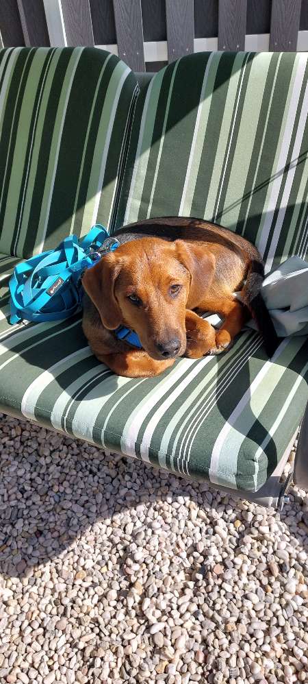 Hundetreffen-Junghundetreffen-Profilbild