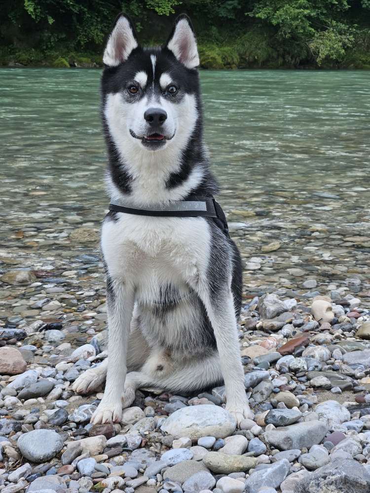 Hundetreffen-Gassi und spielrunde-Profilbild