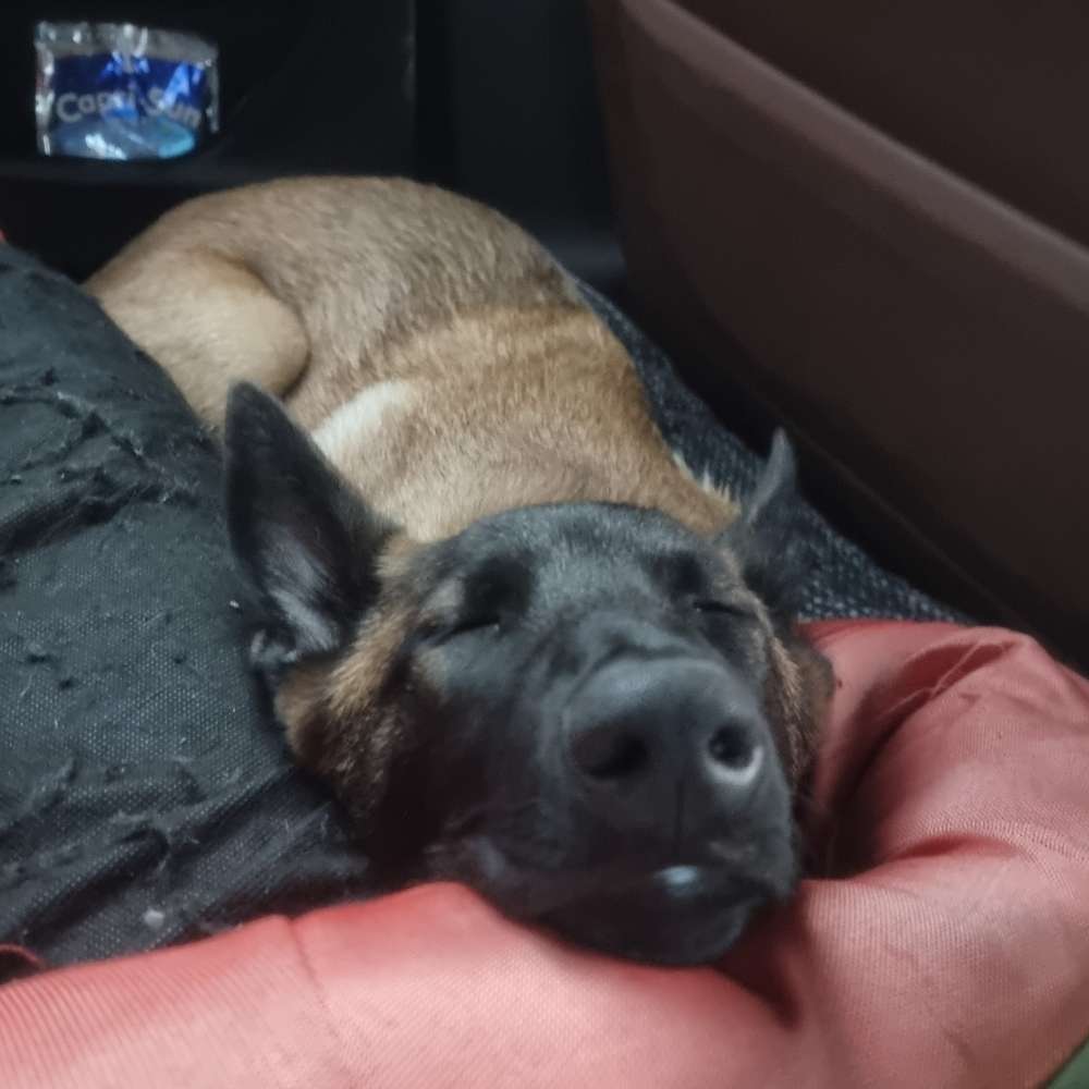 Hundetreffen-Belgischer malinois (3monate alt) treffen-Profilbild