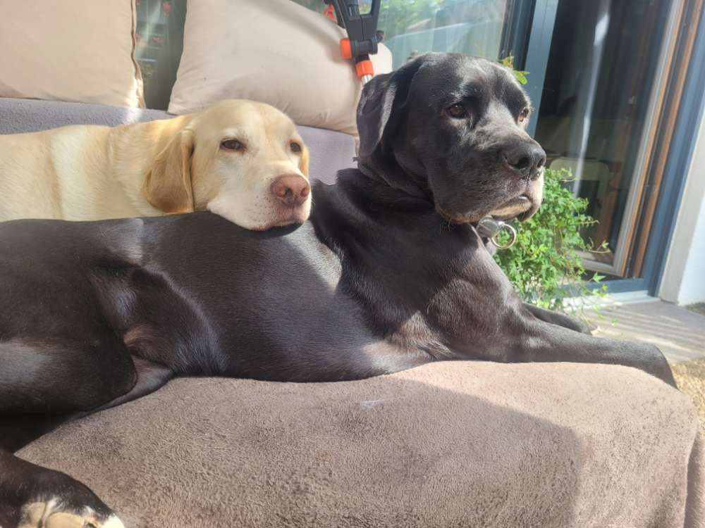 Hundetreffen-Social Walk/Begegnungstraining-Profilbild