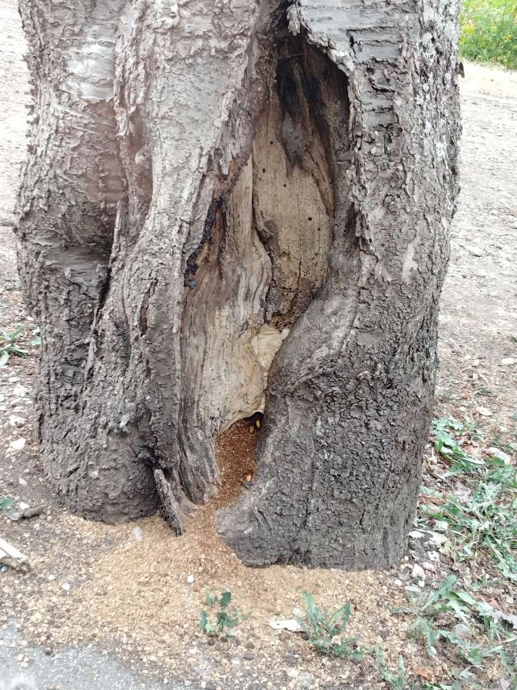 Giftköder-Hornissen Nest-Profilbild