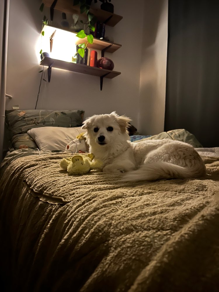 Hundetreffen-Kennenlernen/spielen/Gassi gehen-Profilbild