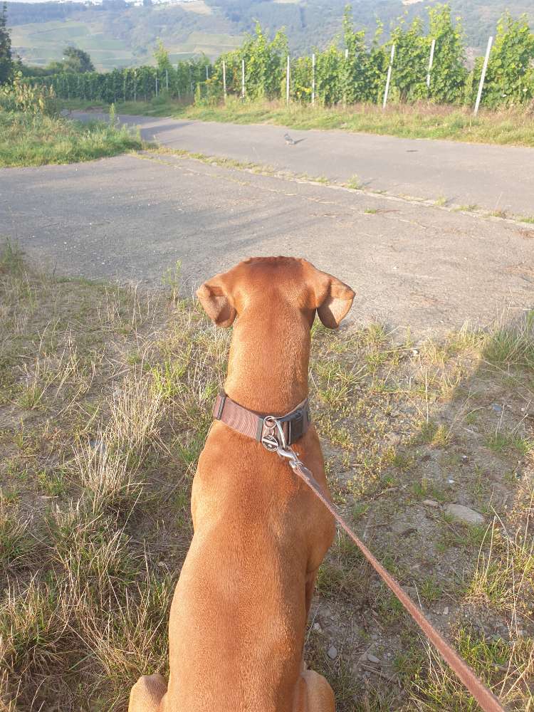 Hundetreffen-Gassi Runde Oberwesel-Profilbild