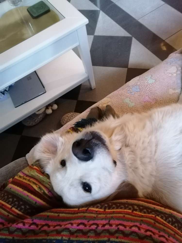 Hundetreffen-Spielen und Sozialisierungstreff 😊-Profilbild