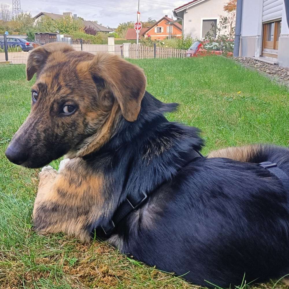 Hundetreffen-Welpen-/Junghundtreffen in Wettstetten und Umgebung-Profilbild