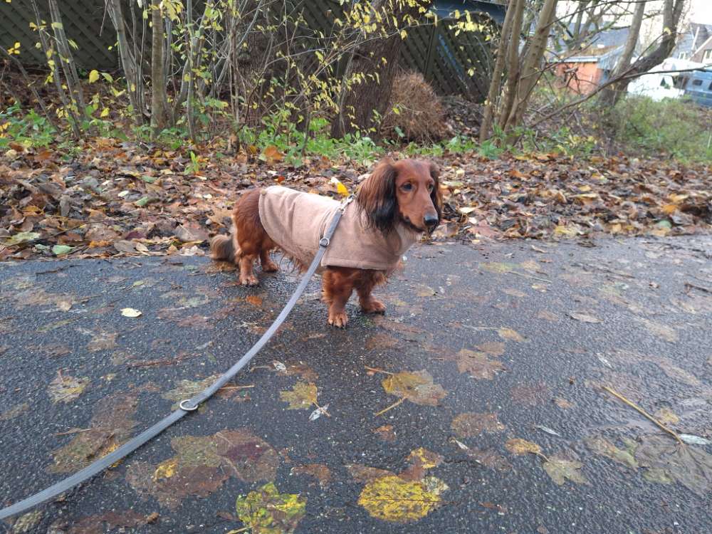 Hundetreffen-Hundefreund für meinen Dackel-Profilbild