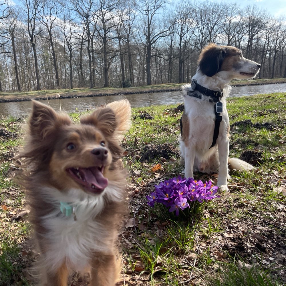 Hundetreffen-Entspannte Gassi Runde für Hundekontakt-Profilbild