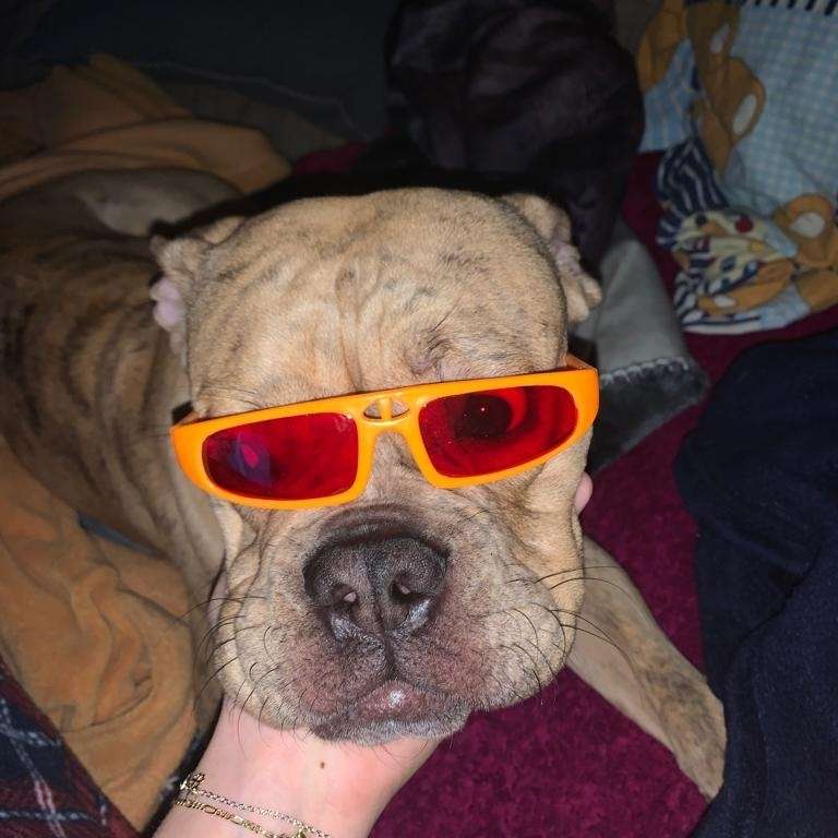 Hundetreffen-Gassi gehen mit meiner verrückten bulli dame-Profilbild