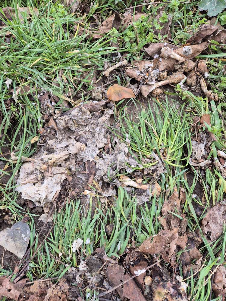 Giftköder-Knochen-Profilbild