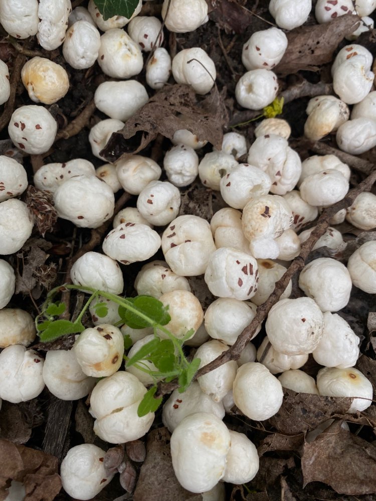 Giftköder-Giftköder Verdacht! Weiße Kugeln-Profilbild