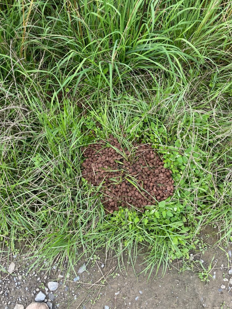 Giftköder-Verdächtiger Haufen Futter-Profilbild