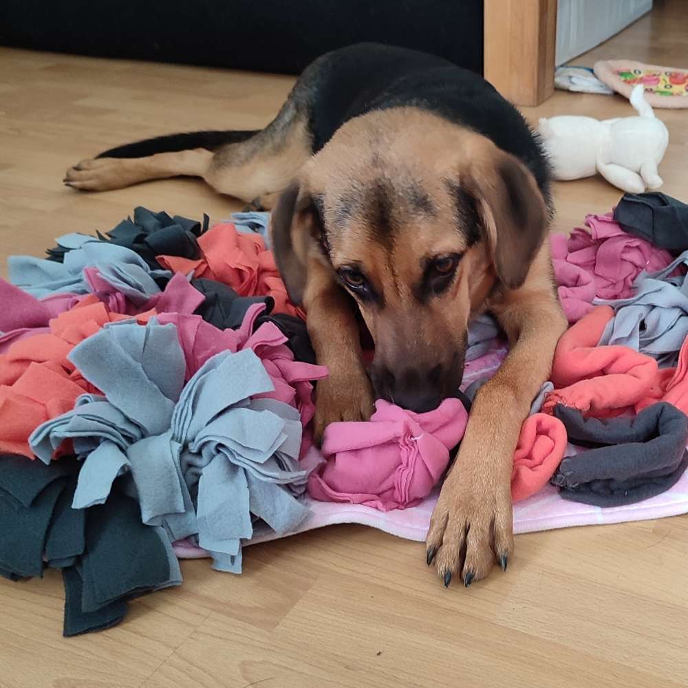 Hundetreffen-Laila ist ein Schäfermix Junghund 7 Monate alt-Profilbild