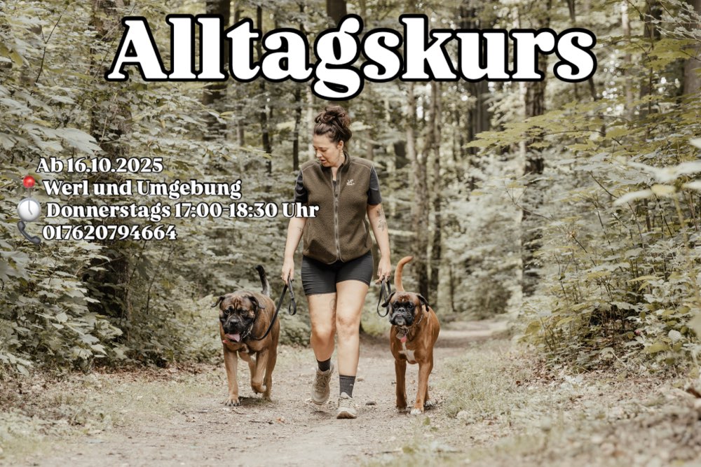 Hundetreffen-Alltagstraining-Profilbild