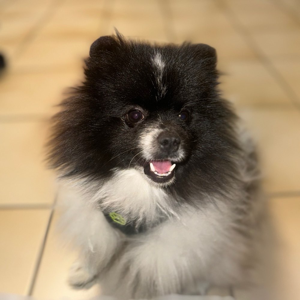 Hundetreffen-Spieltreffen um mehr Hundefreunde zu gewinnen✨-Profilbild