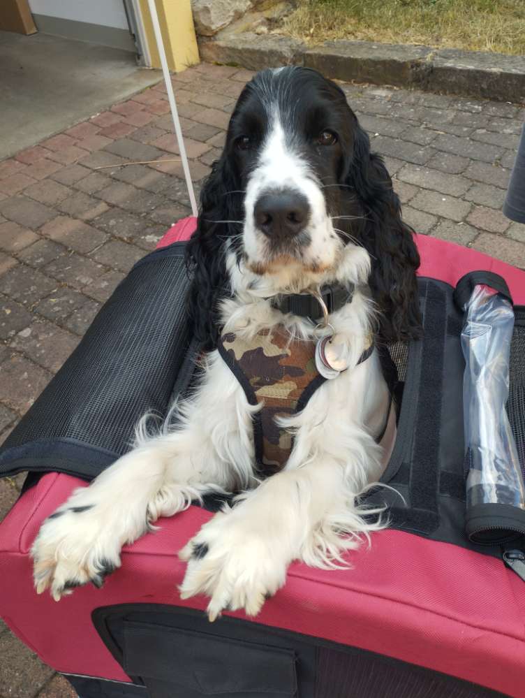 Hundetreffen-Gemeinsame Treffen zum Spielen-Profilbild