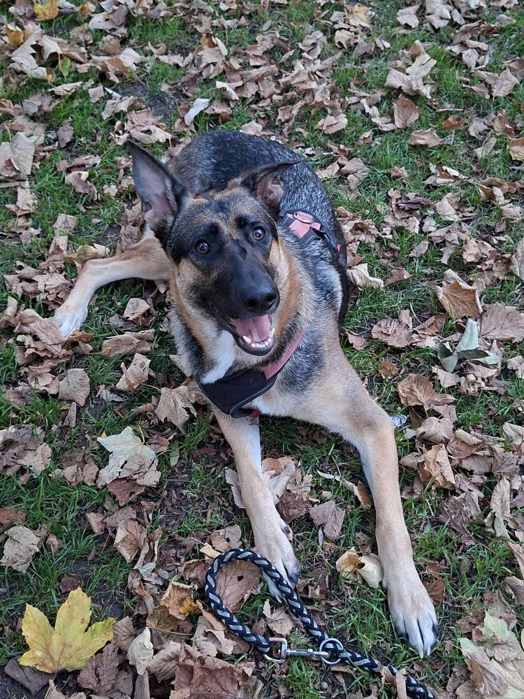 Hundetreffen-Spieldate/Gassirunde mit Marie :)-Profilbild