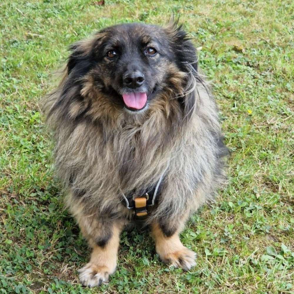 Hundetreffen-Wander- und Gassifreunde-Profilbild